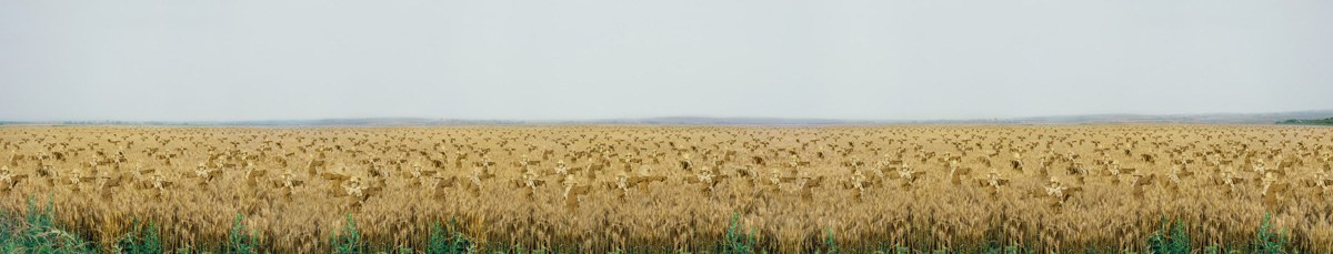 Catcher in the Rye